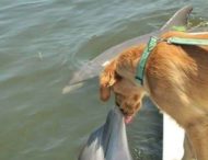 Мережа в захваті від собаки, яка влаштувала заплив із дельфіном (ВІДЕО)