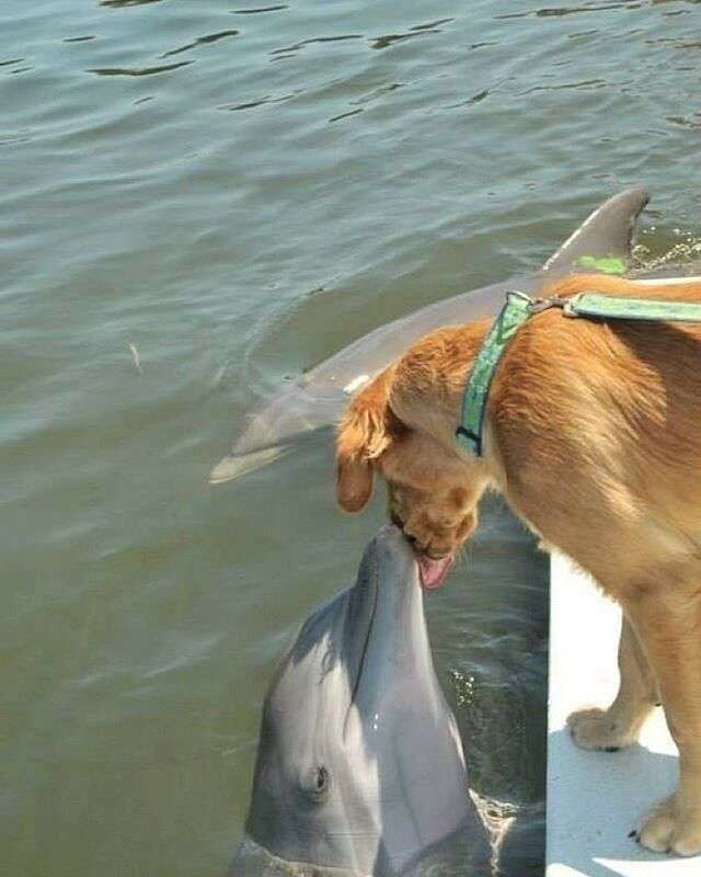 Мережа в захваті від собаки, яка влаштувала заплив із дельфіном (ВІДЕО) Мережа в захваті від собаки, яка влаштувала заплив із дельфіном (ВІДЕО)