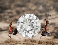 Пограбування століття. Спроба мурахи вкрасти діамант одного разу була знята на камеру (відео)