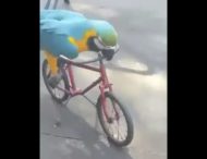 Папуга, що катається на велосипеді, підкорив YouTube (ВІДЕО)