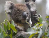 В Австралії коала прийшла на автозаправку та здивувала працівників. Відео