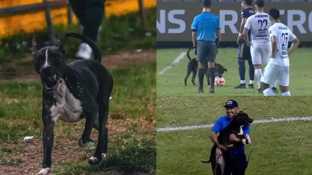 Собака спробував прокусити м’яч під час матчу Ліги чемпіонів: смішне відео