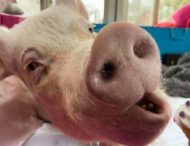 У Канаді домашня свинка приголомшила власників своїми розмірами, коли виросла