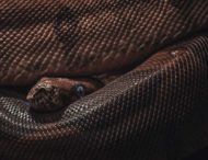 Хибна тривога: киянка злякалася змії, яка виявилася картонкою