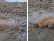 Собака не втратив можливості скупатися в бруді: кумедне відео