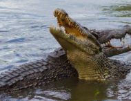 Влаштували пікнік: в Африці під час сафарі крокодил вкрав холодильник у туристів (відео)
