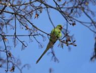 Прижилися: на деревах у Чернівцях знову помітили зелених папуг – відео