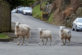 Вівці тероризують мешканців містечка в Британії