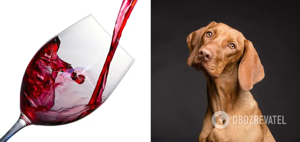У Британії вперше вилікували від алкоголізму собаку: пес пристрастився до “зеленого змія” разом із господарем