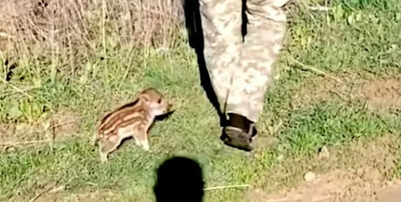 Справжня дружба. Український військовий приручив дикого кабанчика – надзвичано миле відео Справжня дружба. Український військовий приручив дикого кабанчика – надзвичано миле відео