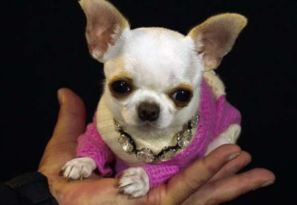 Чихуахуа заввишки 9 сантиметрів визнана найнижчим собакою за версією Книги рекордів Гіннеса Чихуахуа заввишки 9 сантиметрів визнана найнижчим собакою за версією Книги рекордів Гіннеса
