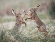 Смішна бійка двох зайців стала новим хітом Мережі (ВІДЕО)