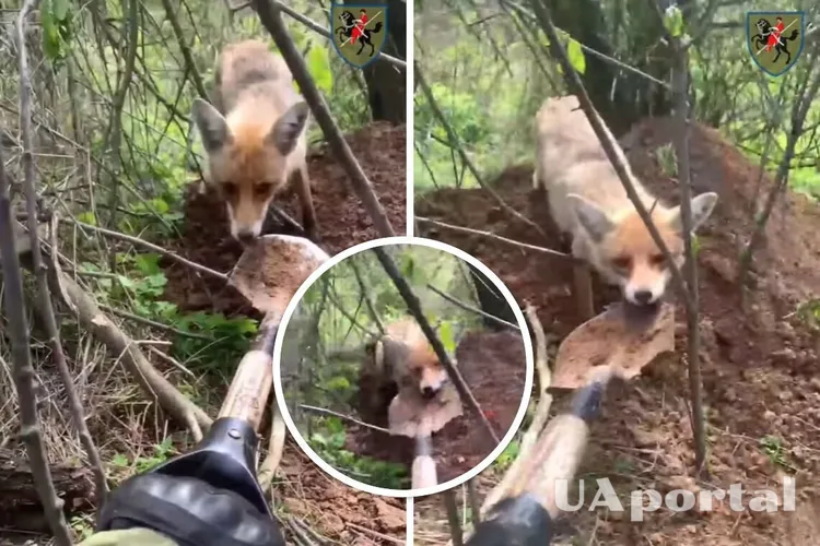 Лисиця намагалася забрати лопату у бійця 110 бригади (кумедне відео)