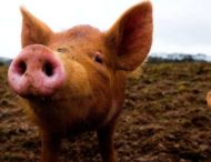 Деталі історії, що стала вірусною в Україні: Чи вижила свиня, яка впала в колодязь?