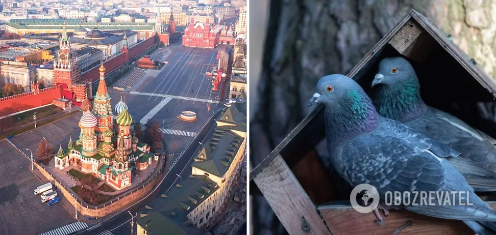 У Росії чоловік повідомив у поліцію про “синьо-жовтого” голуба, який скидав міни-пелюстки: на місце викликали наряд