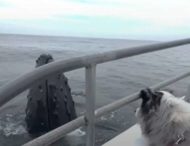Однорічне щеня австралійської вівчарки завів дружбу з горбатими китами