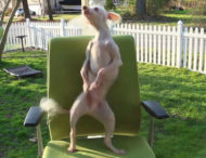 Собака потішив енергійним танцем на стільці (ВІДЕО)
