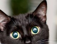 Чорний кіт придумав, як ховатися на найвиднішому місці (ВІДЕО)