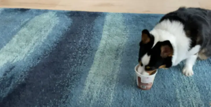 Жадібна собака показала, як сильно вона любить морозиво (ВІДЕО)
