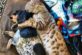 Мережу підкорила такса, що потоваришувала з бенгальським котом (ФОТО)