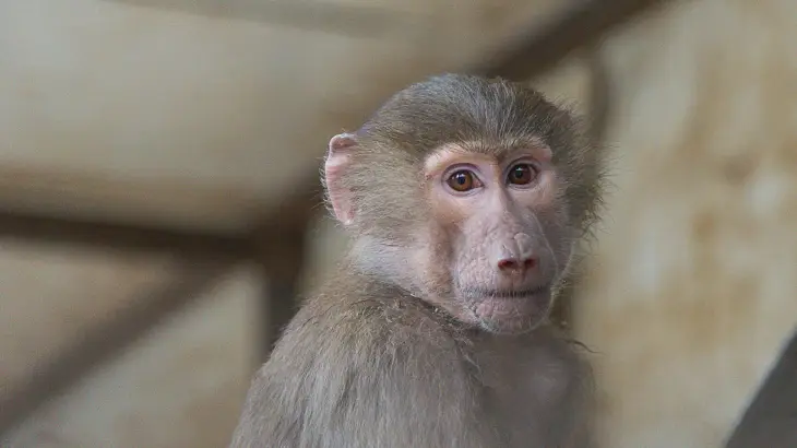 Відеохіт: мавпа винайшла таксі у тваринному світі