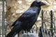 Зірка мережі: ворона вдерлася у кадр і зірвала ефір