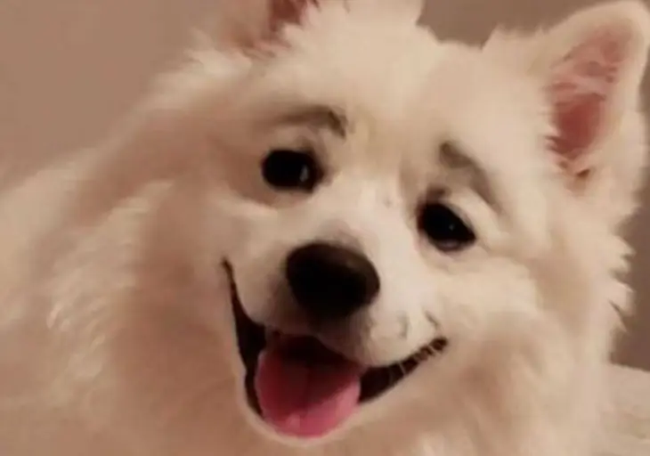 Дівчинка, що дісталася косметички, перетворила собаку на зірку Мережі (ВІДЕО)