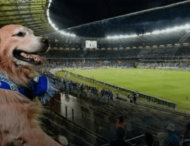 Занадто енергійний собака став зіркою футбольного матчу (ВІДЕО)