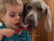 Новий хіт: нахабний собака вирішив «допомогти» незграбній дитині з вечерею (ВІДЕО)