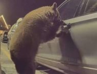 Унікальні кадри з ведмедем, який хотів прокататися на авто, випадково зняв американець