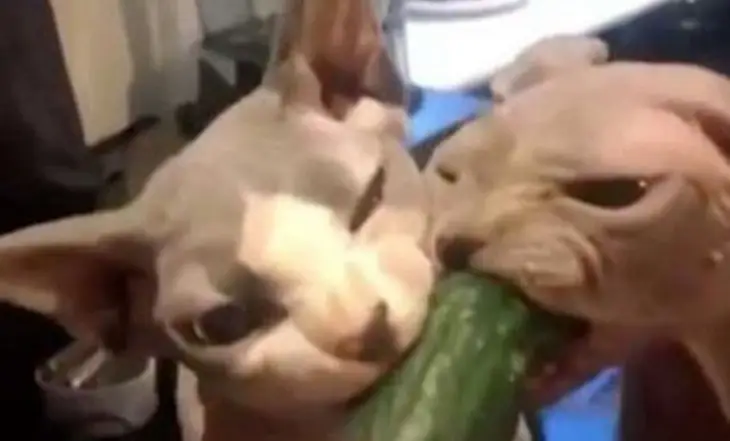 Мережі насмішили коти-сфінкси, які жадібно поїдають огірки (ВІДЕО)