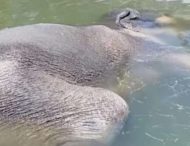 Мережу повеселив слон, що заснув у басейні (ВІДЕО)