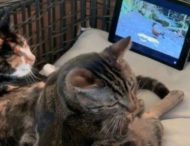 Відео, на якому двоє котів дивляться телевізор у своїй схованці, захопило серця глядачів