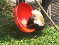 Панда осоромилася, намагаючись покататися на гойдалці (ВІДЕО)