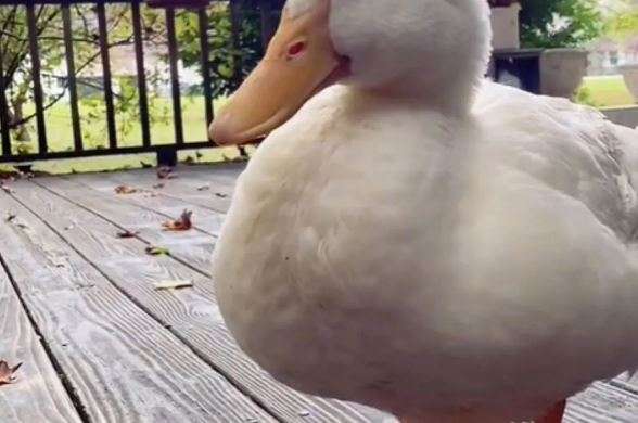 Відео з качечкою, яка мило бігає по дому, стало вірусним в TikTok Відео з качечкою, яка мило бігає по дому, стало вірусним в TikTok