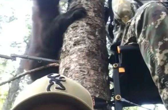 Унікальні кадри були зняті чоловіками у лісі на дереві, коли до них приєдналися ведмежата Унікальні кадри були зняті чоловіками у лісі на дереві, коли до них приєдналися ведмежата