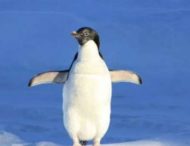 Пінгвін, якому довелося рятуватися втечею з крижини, став зіркою Інтернету