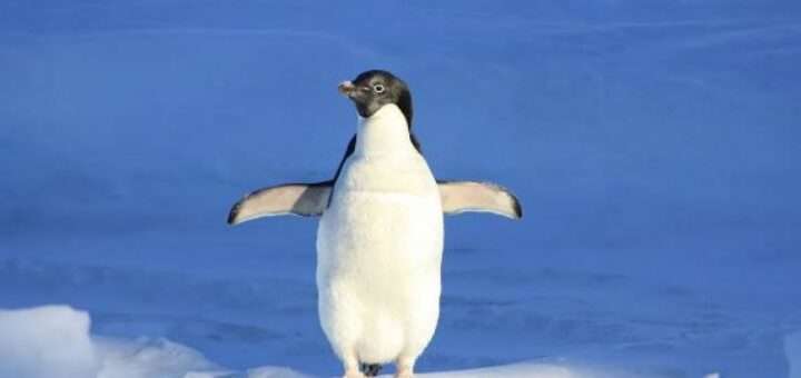 Пінгвін, якому довелося рятуватися втечею з крижини, став зіркою Інтернету Пінгвін, якому довелося рятуватися втечею з крижини, став зіркою Інтернету