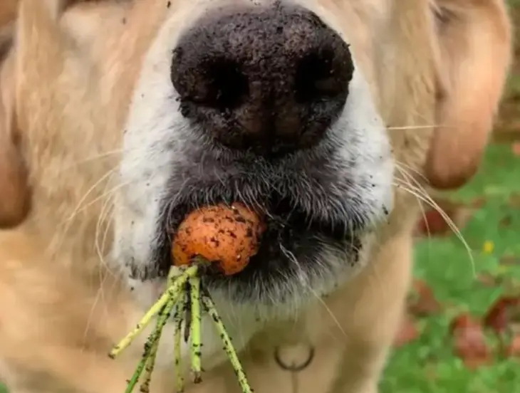 Цей нахабний пес перервав увесь город і з’їв усю моркву