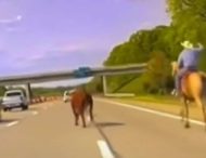 Як на Дикому Заході: у США ковбой допоміг упіймати корову, яка вибігла на шосе (відео)