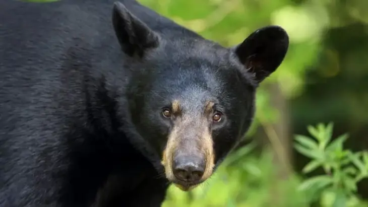 Чорний ведмідь, який грає з гарбузом, став зіркою Мережі