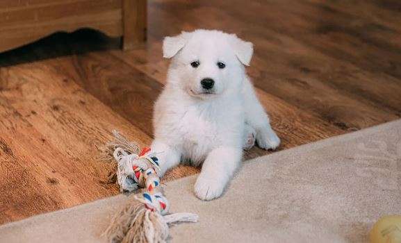 На відео потрапив кумедний випадок порятунку іграшки від пилососа двома собачками На відео потрапив кумедний випадок порятунку іграшки від пилососа двома собачками