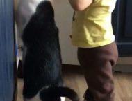 Зухвале «пограбування» кухні однорічною дитиною і котом потрапило на відео