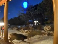 Бійка двох оленів прямо на галявині перед будинком потрапила на відео