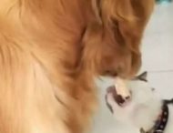Відео, на якому ретривер поділився з котом смаколиком, набирає популярності в Мережі