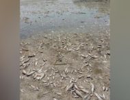 Через обміління Каховського водосховища на Дніпропетровщині загинуло 855 кг риби