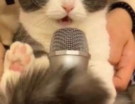 Кіт заспівав у мікрофон, дав фору відомому артисту і зачарував Мережу