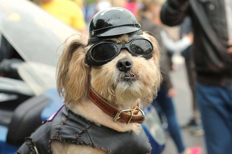 Пес, зустрівши байкера, склав йому компанію і прославився в Мережі Пес, зустрівши байкера, склав йому компанію і прославився в Мережі