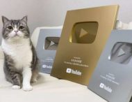 Найпопулярніший «ютубер»: кіт з Японії потрапив в Книгу рекордів Гіннеса