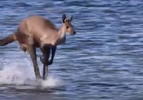 Кенгуру здивував фотографа сюрреалістичними стрибками по воді Кенгуру здивував фотографа сюрреалістичними стрибками по воді